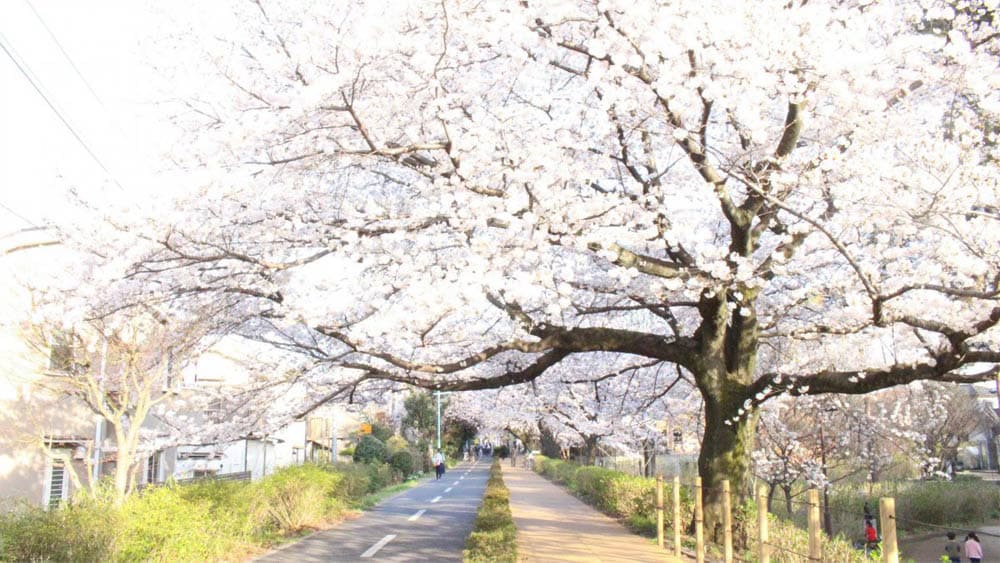 狭山・堺緑道