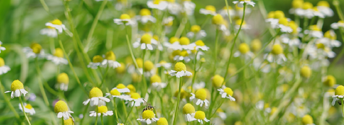 GERMAN CHAMOMILE（カモマイル・ジャーマン）