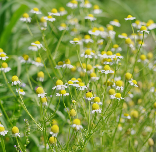 GERMAN CHAMOMILE（カモマイル・ジャーマン）