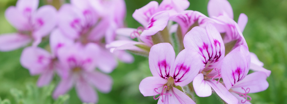 GERANIUM（ゼラニウム）