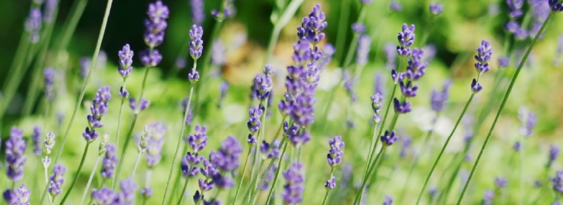 ENGLISH LAVENDER（イングリッシュラベンダー）