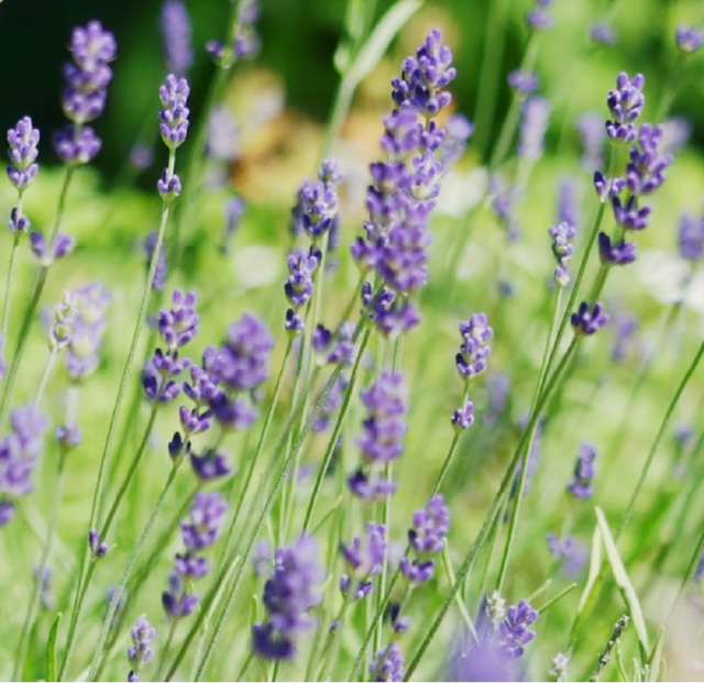 ENGLISH LAVENDER（イングリッシュラベンダー）