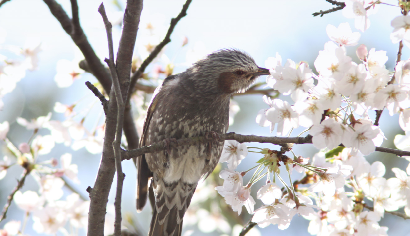 ソメイヨシノの蜜をなめるヒヨドリ