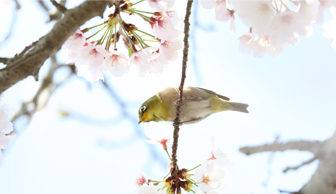 ソメイヨシノの蜜をなめるメジロ