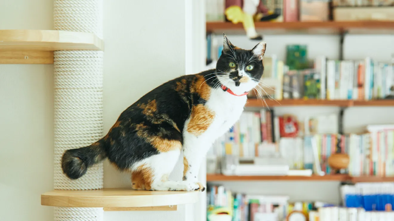 キャットタワーに座る三毛猫