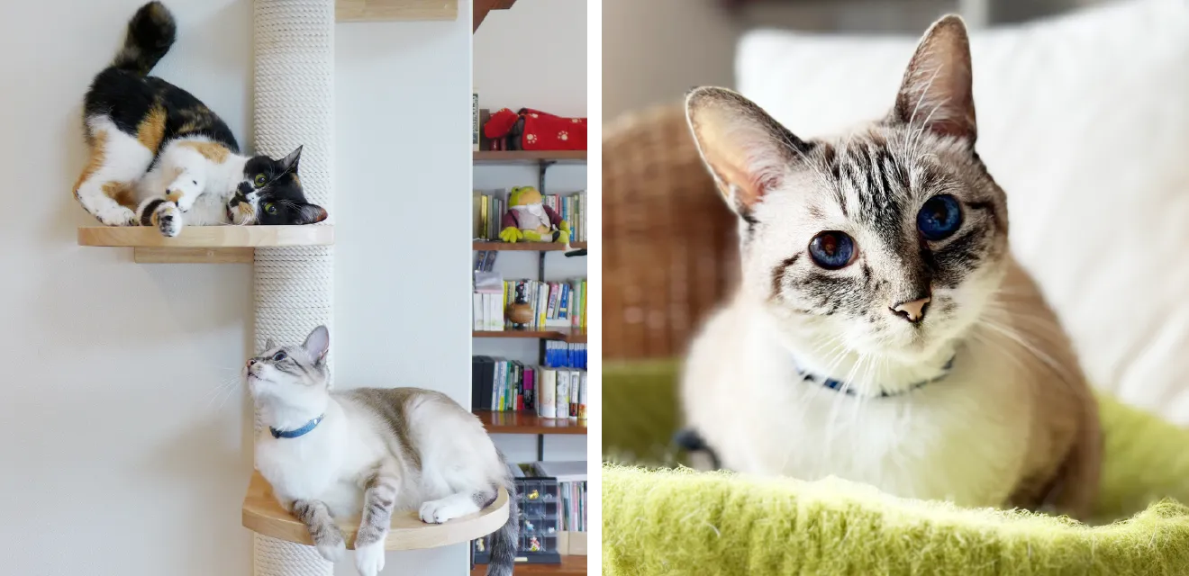 キャットタワーで遊ぶ二匹の猫と、クッションの上でくつろぐ猫