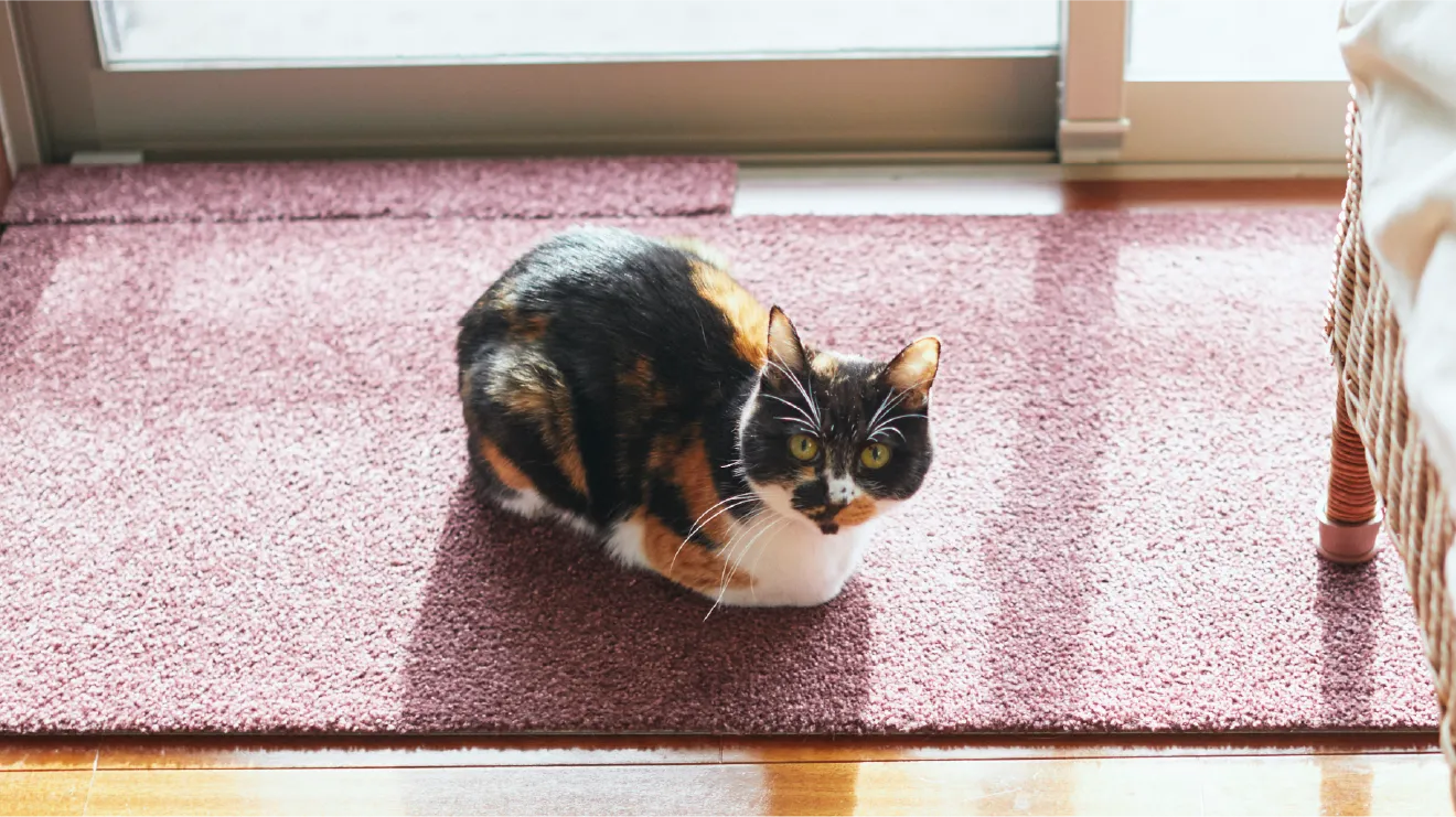 日差しの差し込む窓際のラグに座る三毛猫