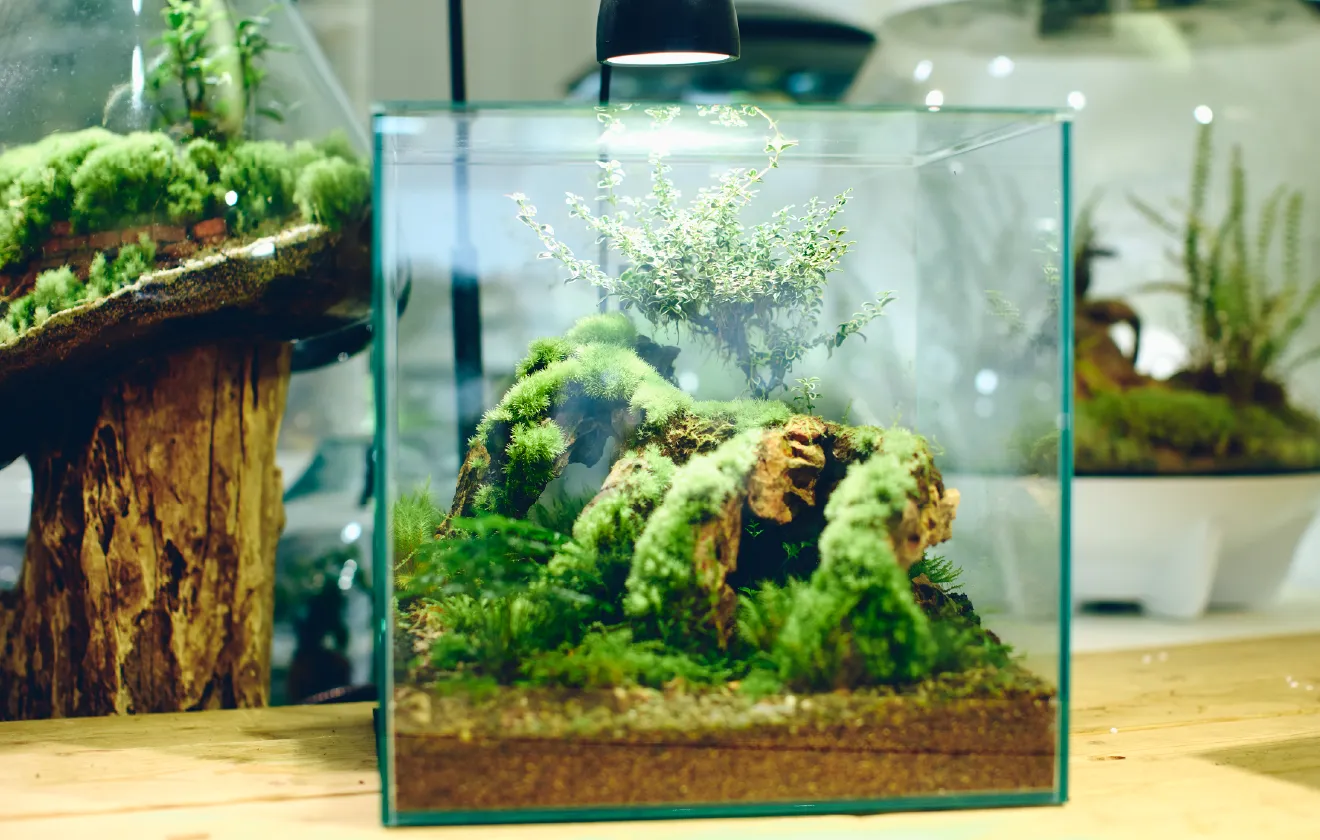 立体的に苔を配置したキューブ型のテラリウム