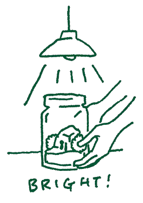 苔テラリウムに光を当てて育てる様子