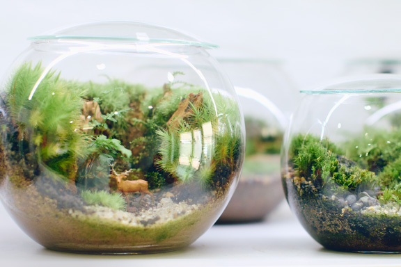 ガラスの中の、小さな大自然。