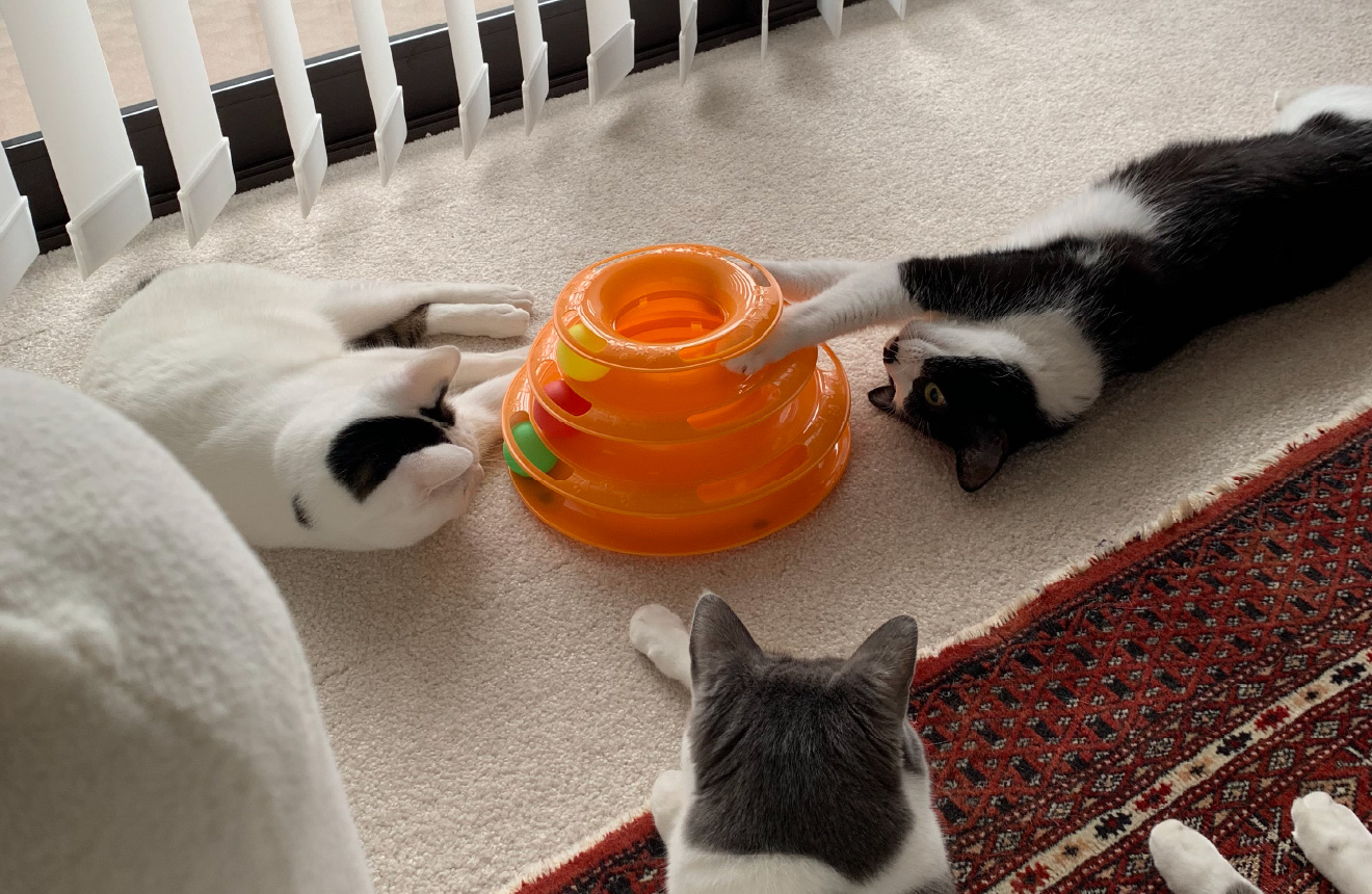 おもちゃで遊ぶ3匹の猫