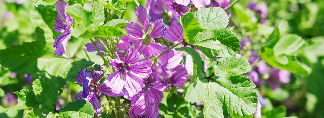 MALLOW BLUE(マロウブルー)