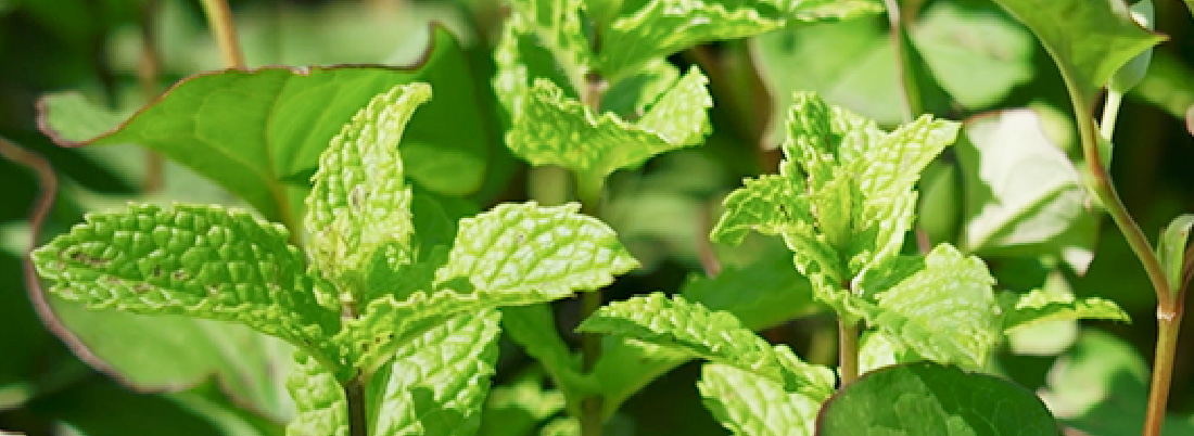 SPEARMINT(カスペアミント)