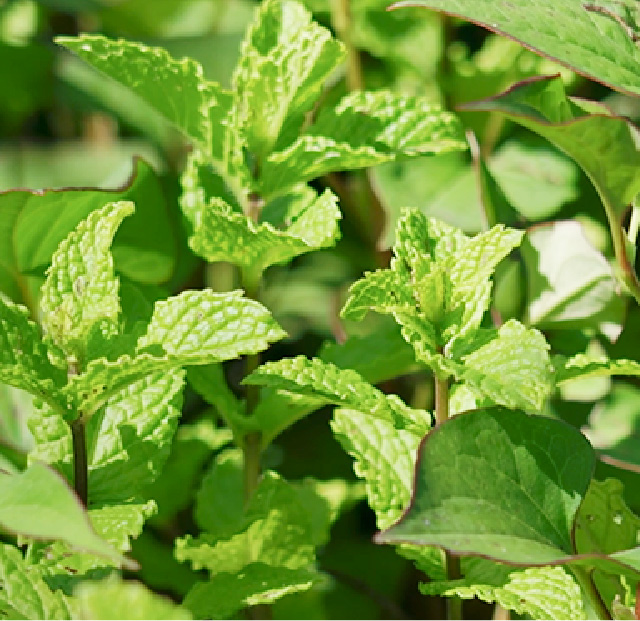SPEARMINT(スペアミント)