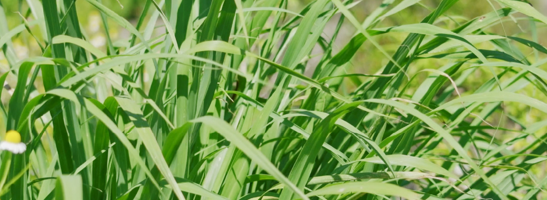 LEMONGRASS(レモングラス)